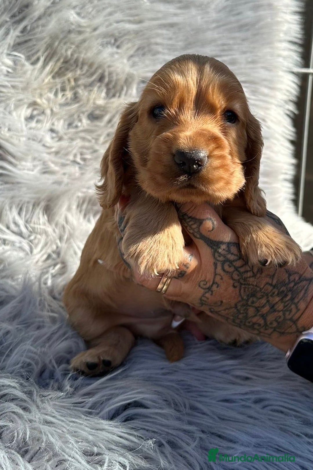 Cocker Spaniel Inglés perros en venta: Cocker inglés dorado  - Imagen 1