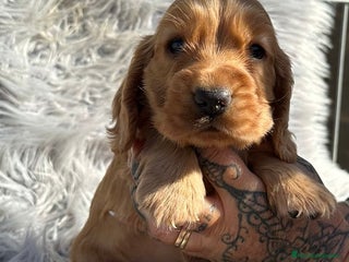 Cocker Spaniel Inglés perros - Anuncio 16