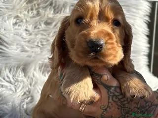 Cocker Spaniel Inglés perros Cocker inglés dorado - Anuncio 1