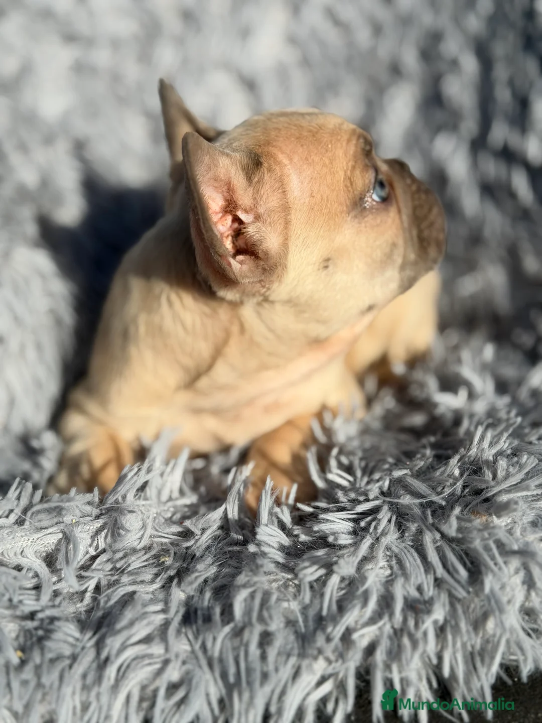 Bulldog Francés perros en venta: Bulldog francés Blue faw  - Anuncio 5