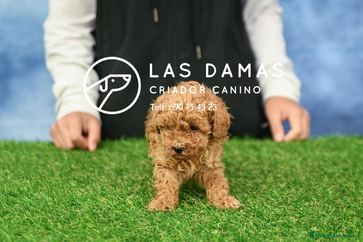 Caniche Toy perros Caniche toy - Anuncio 4