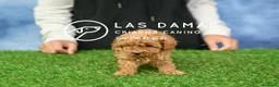 Caniche Toy perros en venta: Caniche toy próxima camada - Anuncio 2