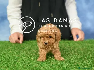 Caniche Toy perros Caniche toy - Anuncio 4