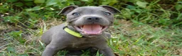 Staffordshire Bull Terrier perros en venta: Staffordshire bull terrier - Anuncio 8