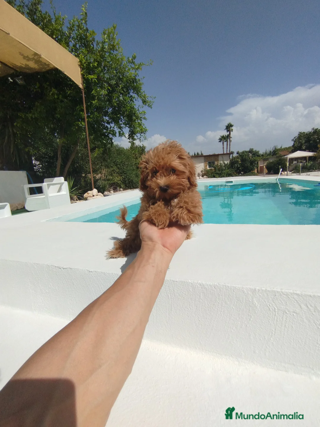 Maltipoo perros en venta: Maltipoo  - Anuncio 4