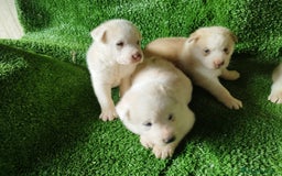 Husky Siberiano perros en venta: HUSKY SIBERIANO ♀️♂️ - Imagen 1