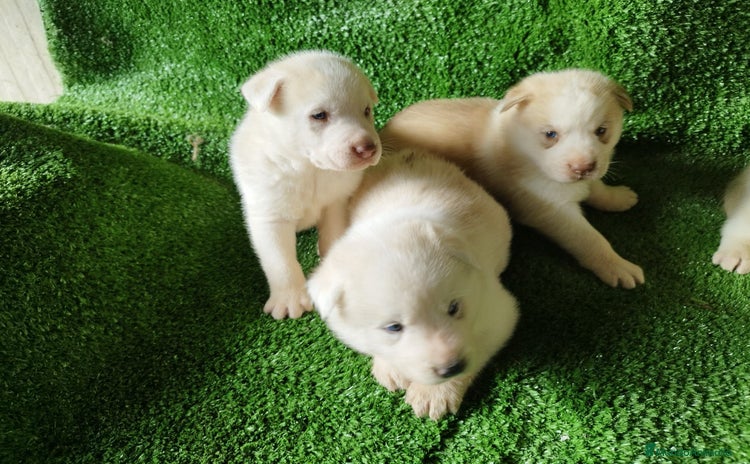 Husky Siberiano perros - Anuncio 1