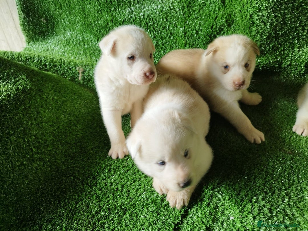 Husky Siberiano perros en venta: HUSKY SIBERIANO ♀️♂️ - Imagen 1