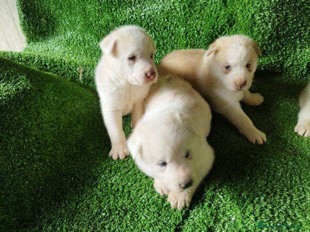 Husky Siberiano perros - Anuncio 1