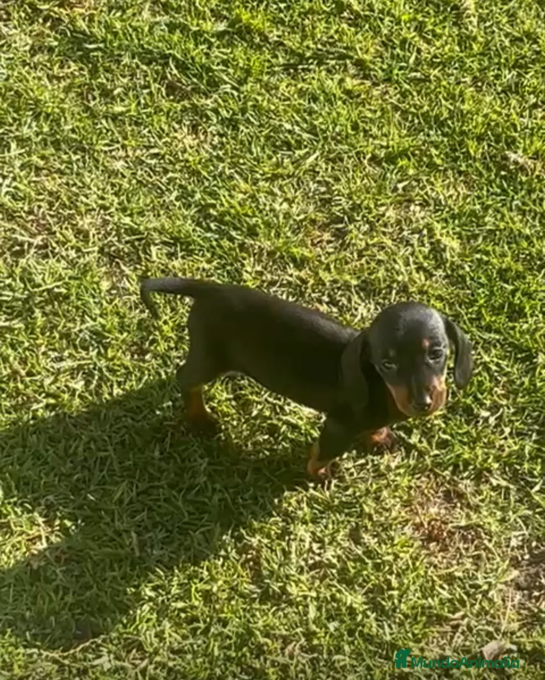 Teckel Miniatura perros en venta: Excelente Teckel negro fuego - Anuncio 3