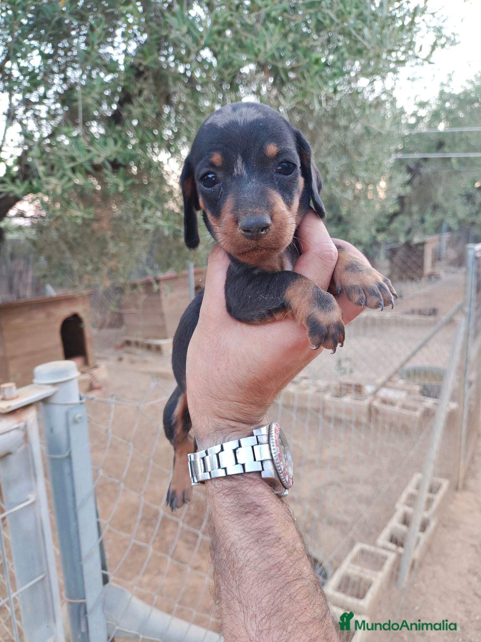 Teckel Miniatura perros Teckel miniatura  - Anuncio 1