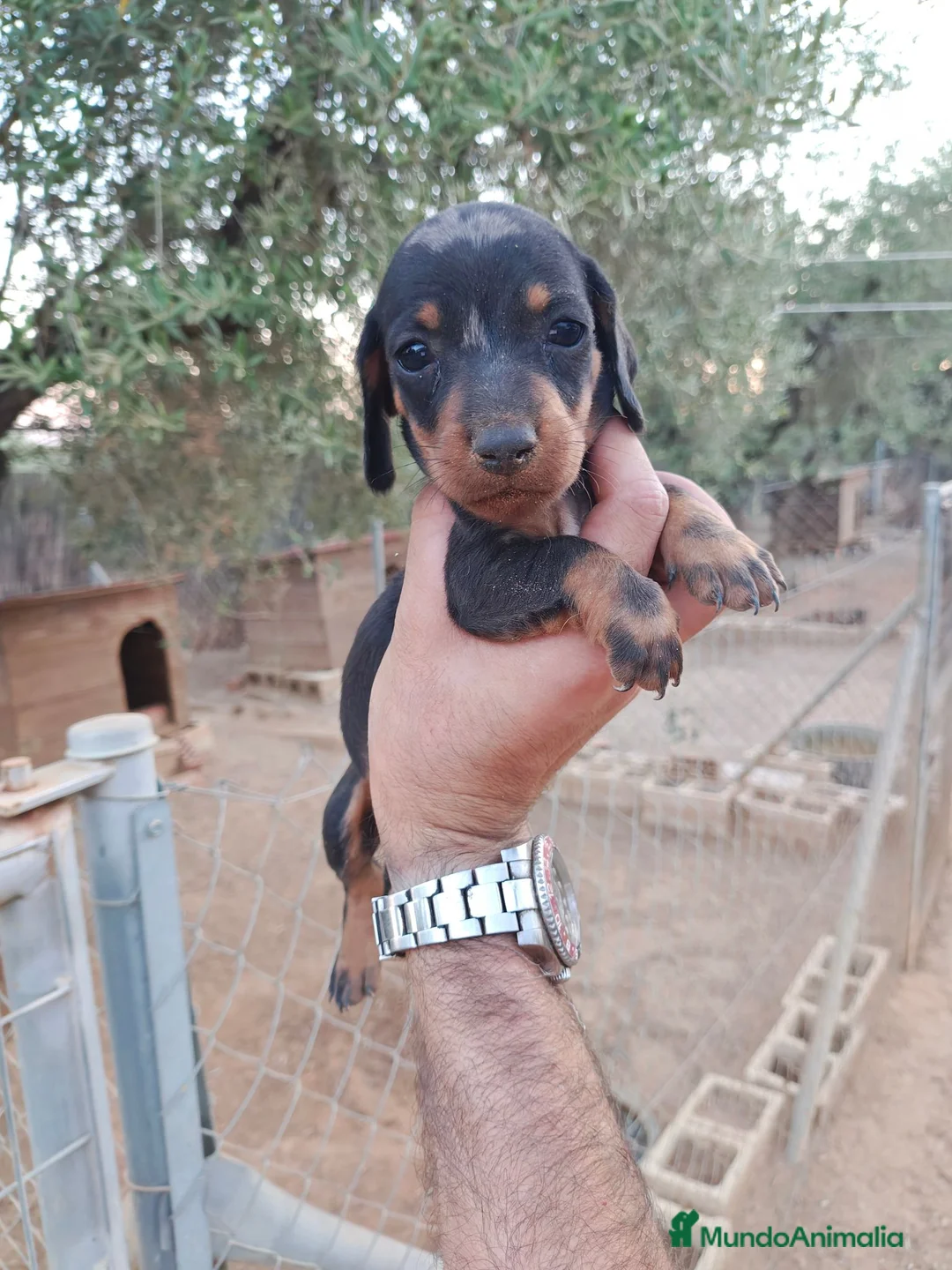 Teckel Miniatura perros en venta: Teckel miniatura  - Anuncio 1