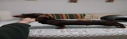 Teckel Miniatura perros en venta: Teckel kanichen  - Anuncio 8