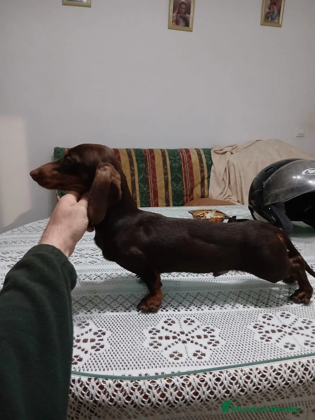 Teckel Miniatura perros en venta: Teckel kanichen  - Anuncio 8