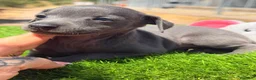 Pequeño Lebrel Italiano perros en venta: PICCOLO (PEQUEÑO LEBREL ITALIANO - Anuncio 1
