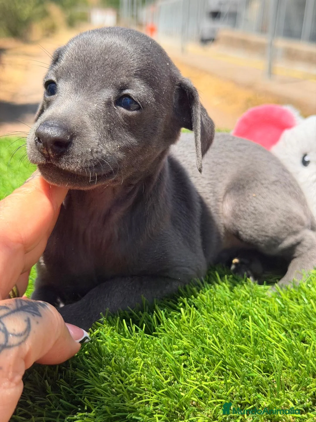 Pequeño Lebrel Italiano perros en venta: PICCOLO (PEQUEÑO LEBREL ITALIANO - Anuncio 1
