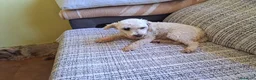 Caniche Enano perros en venta: Caniche mini - Anuncio 2