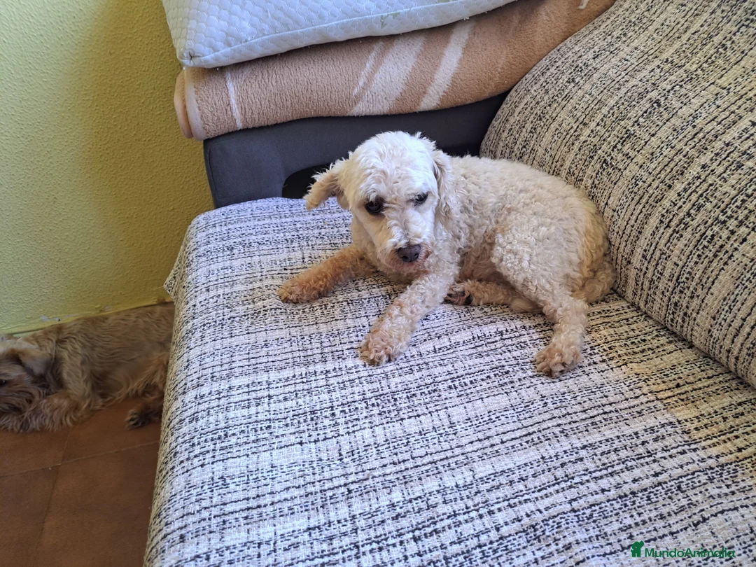 Caniche Enano perros en venta: Caniche mini - Anuncio 2