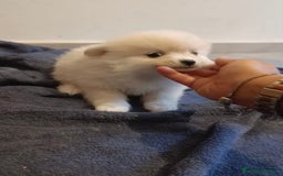 Pomerania perros en venta: Lulu pomerania toy - Imagen 9