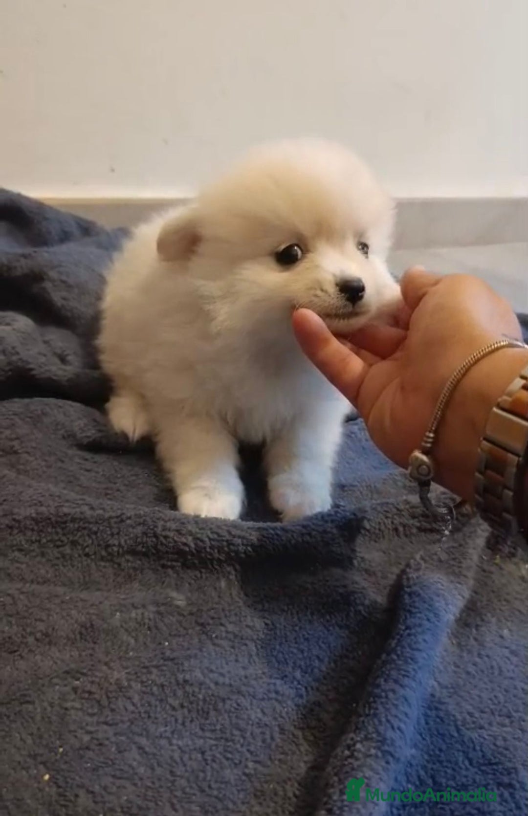 Pomerania perros en venta: Lulu pomerania toy - Imagen 9