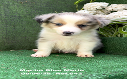 Border Collie perros en venta: BORDER COLLIE DE VILLA BIZNAGA - Imagen 14