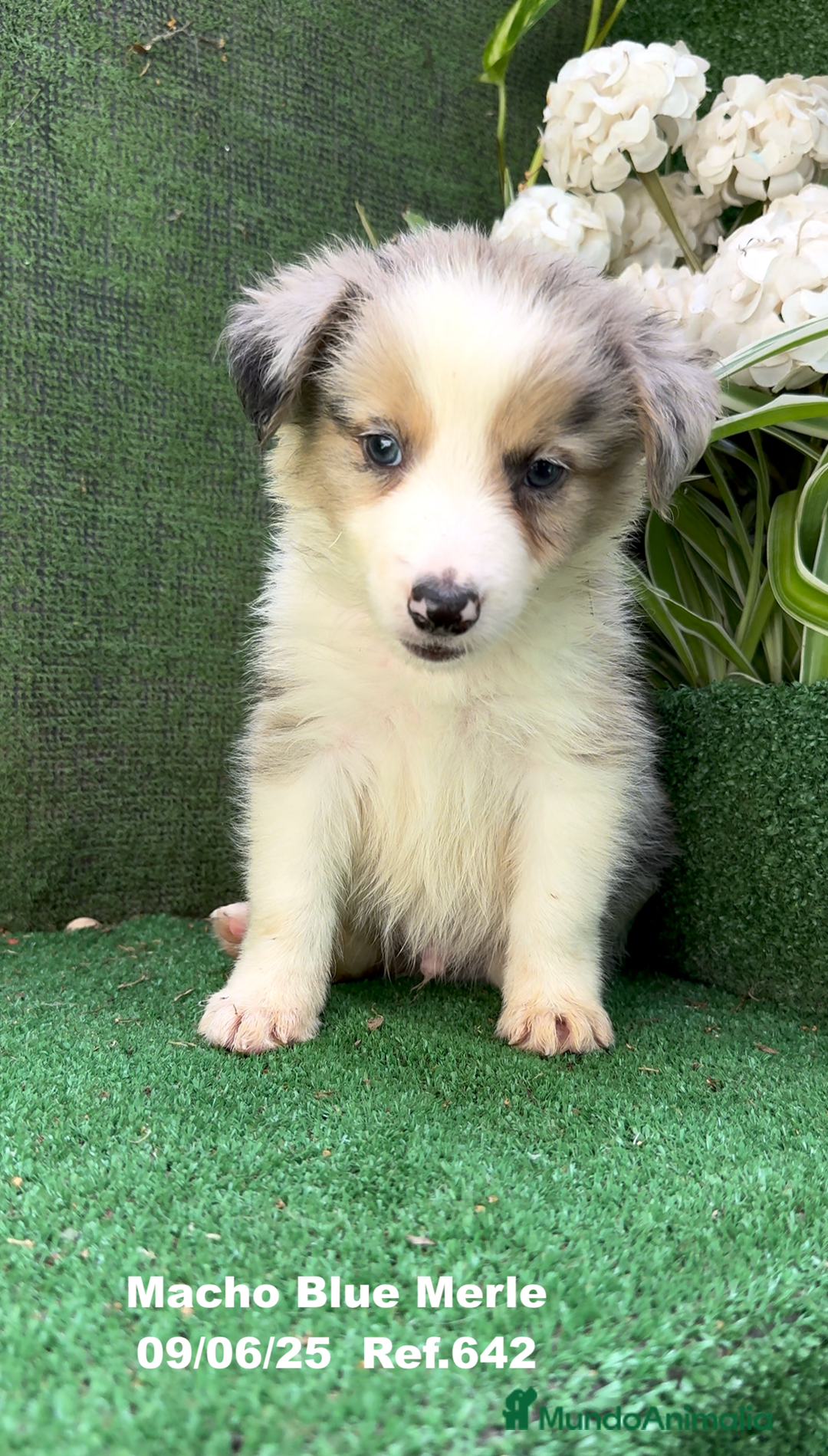 Border Collie perros en venta: BORDER COLLIE DE VILLA BIZNAGA - Imagen 14