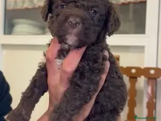 Perro de Agua Español perros Disponible para entregar última hembra chocolate - Anuncio 2