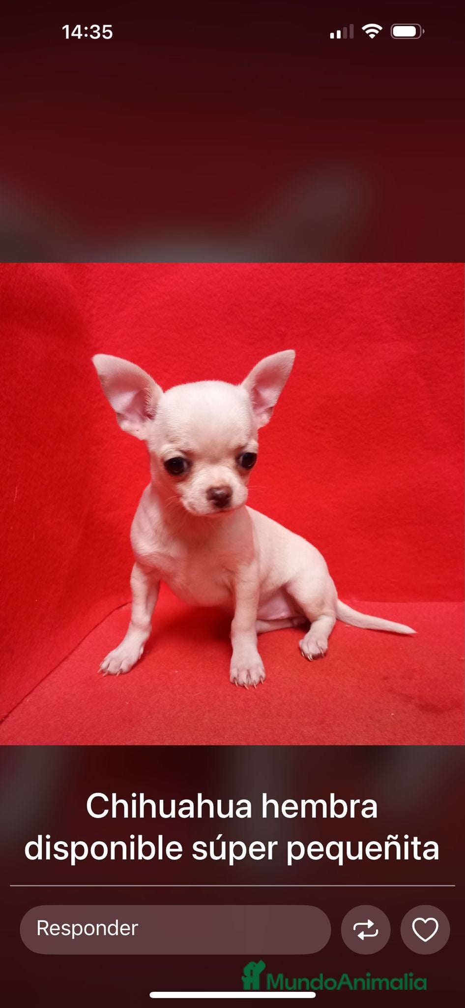 Chihuahua perros Chihuahua varios colores  - Anuncio 3