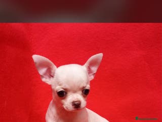 Chihuahua perros Chihuahua varios colores - Anuncio 3