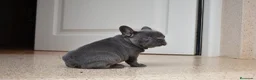 Bulldog Francés perros en venta: Cachorros de Bulldog Frances  - Anuncio 2