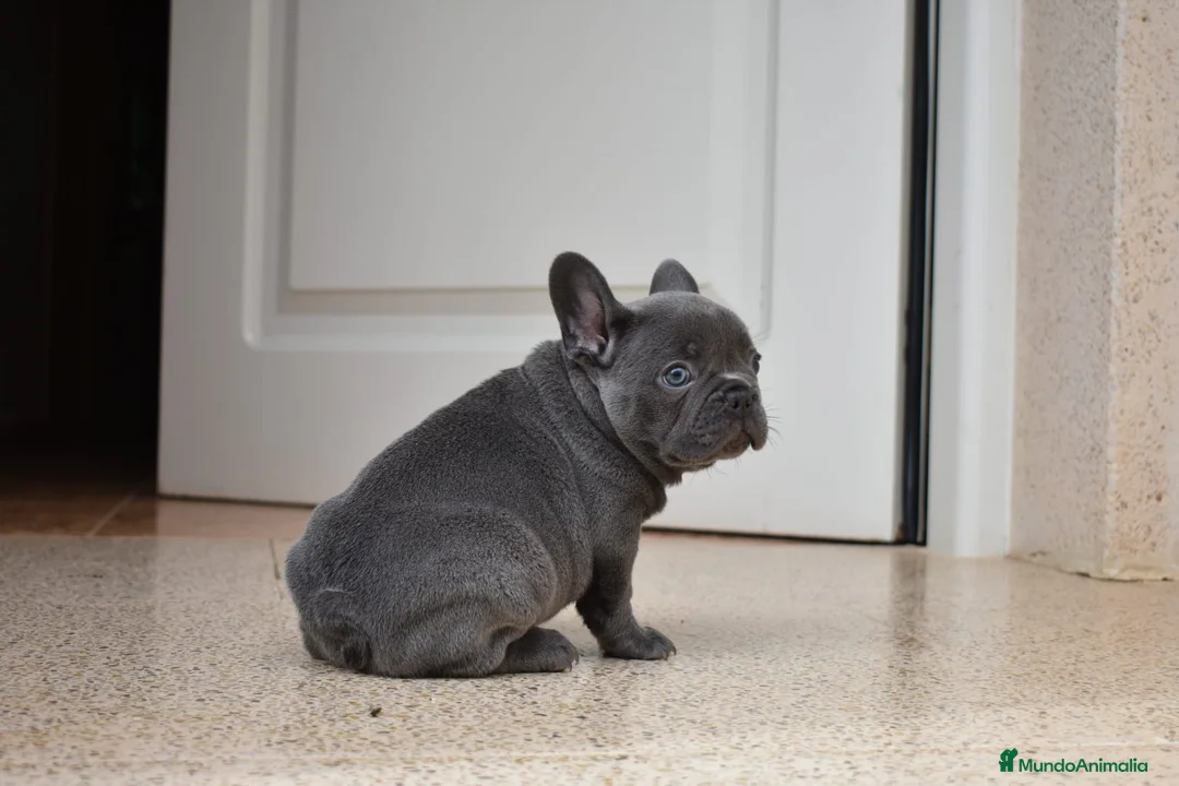 Bulldog Francés perros en venta: Cachorros de Bulldog Frances  - Anuncio 2