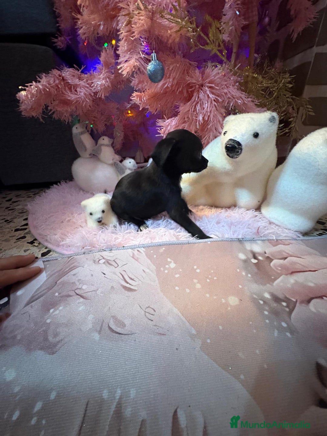 Chihuahua perros en venta: Chihuahua toy negro  - Anuncio 12