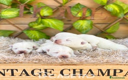 West Highland White Terrier perros en venta: Camada de Jijona - Imagen 1