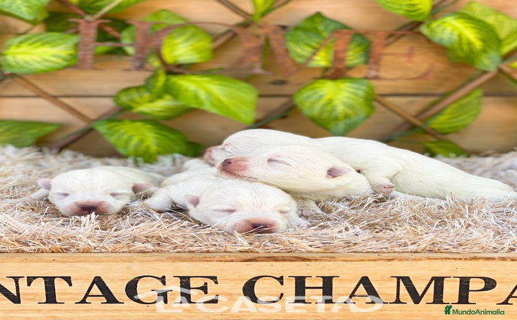 West Highland White Terrier perros - Propaganda 1