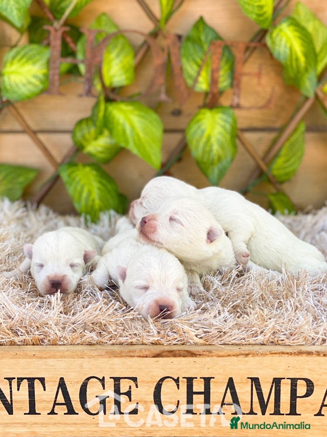 West Highland White Terrier perros en venta: Camada de Jijona - Imagen 1