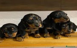 Teckel Miniatura perros en venta: Teckel arlequín  - Imagen 3