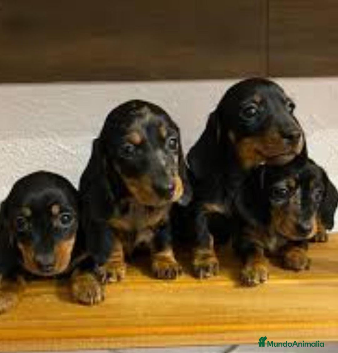 Teckel Miniatura perros en venta: Teckel arlequín  - Imagen 3
