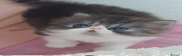 Persa gatos en venta: 💝 GATITOS PERSAS E HIMALAYOS ✨ - Anuncio 1