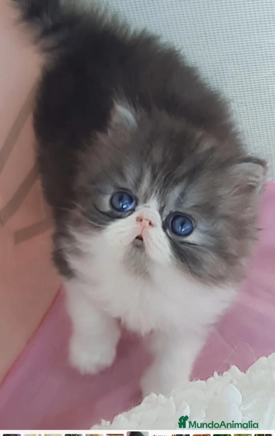 Persa gatos en venta: 💝 GATITOS PERSAS E HIMALAYOS ✨ - Anuncio 1