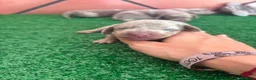 Teckel perros en venta: Teckel mini - Anuncio 10