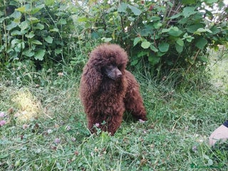 Caniche Enano perros Caniche macho en adopción - Anuncio 1