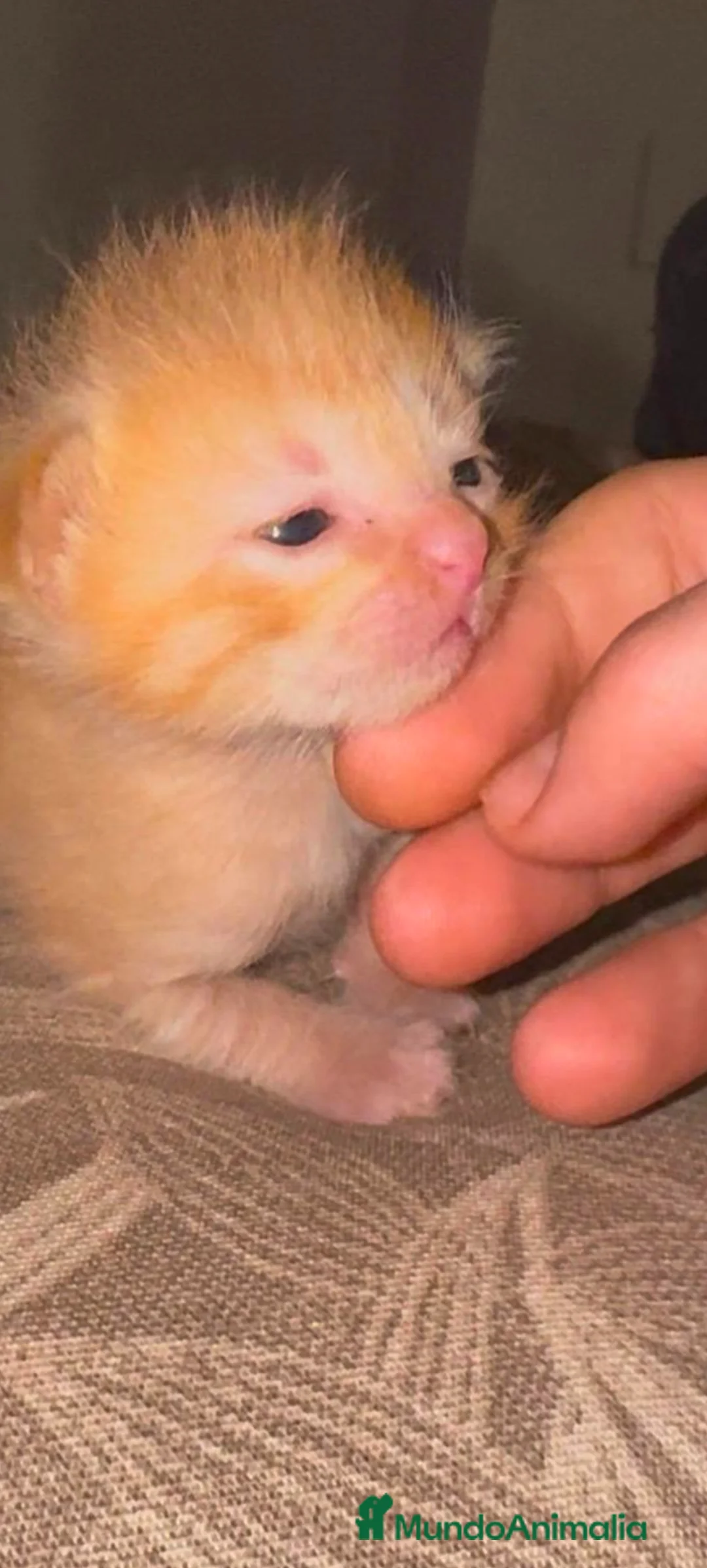 Persa gatos en venta: Persa disponible  - Anuncio 2