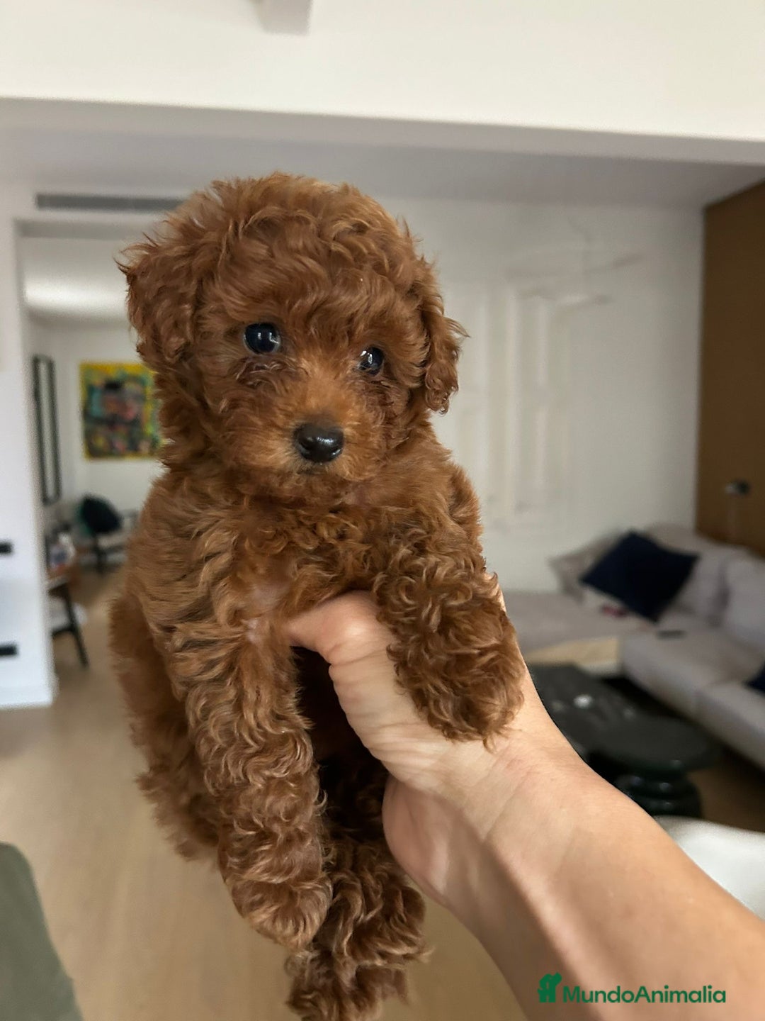 Caniche Toy perros en venta: Caniche Toy 🧸 - Anuncio 4