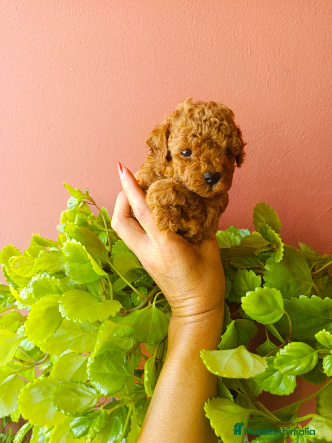 Caniche Toy perros en venta: Caniche toy rojo - Imagen 1