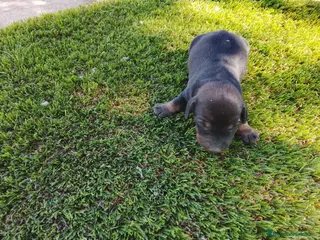 Teckel Miniatura perros Teckel kanichen y miniatura hembrita y macho - Anuncio 1