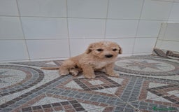 Perro de Agua Español perros en venta: Camada de perro de agua disponible  - Imagen 3