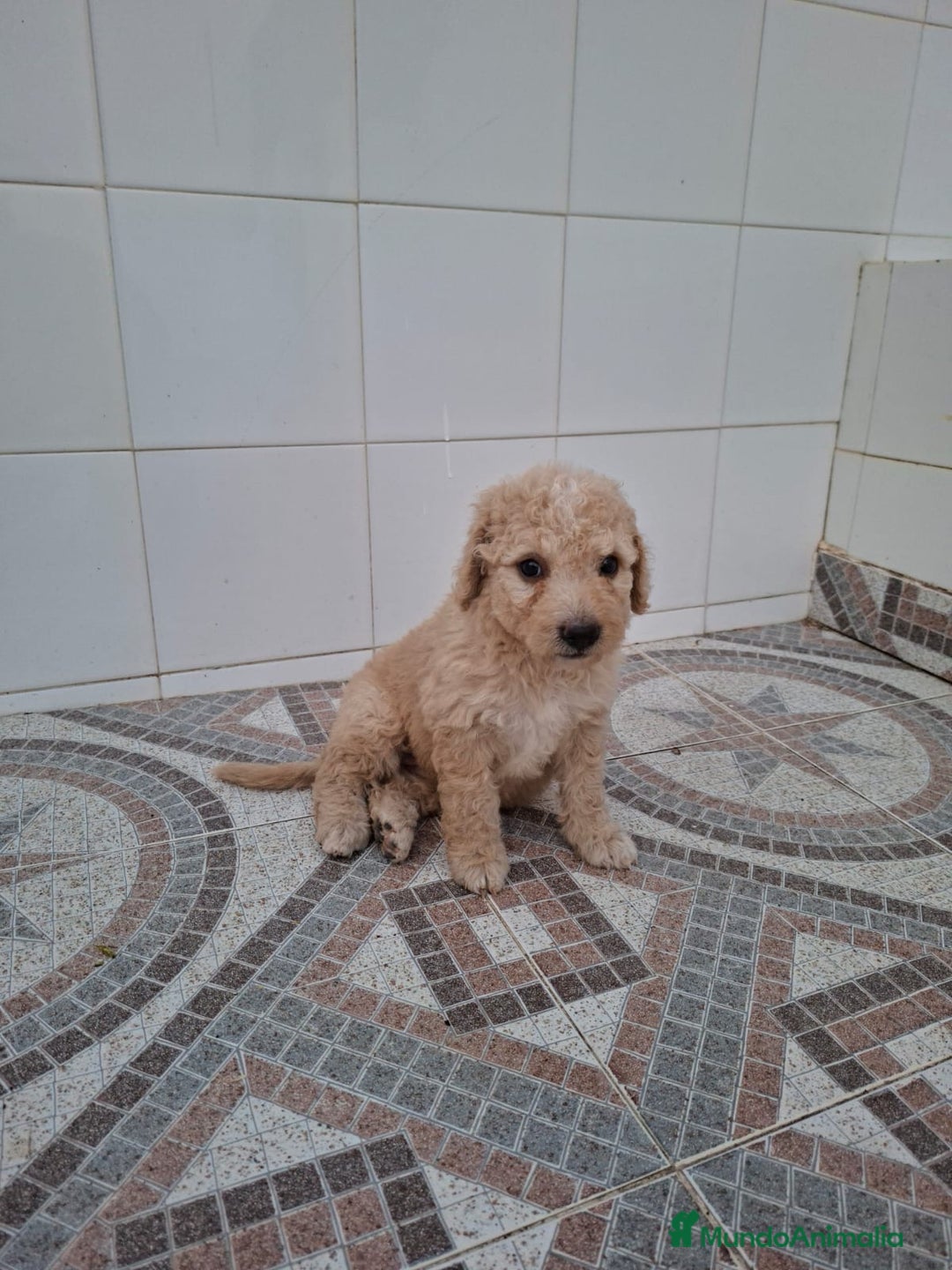 Perro de Agua Español perros en venta: Camada de perro de agua disponible  - Imagen 3