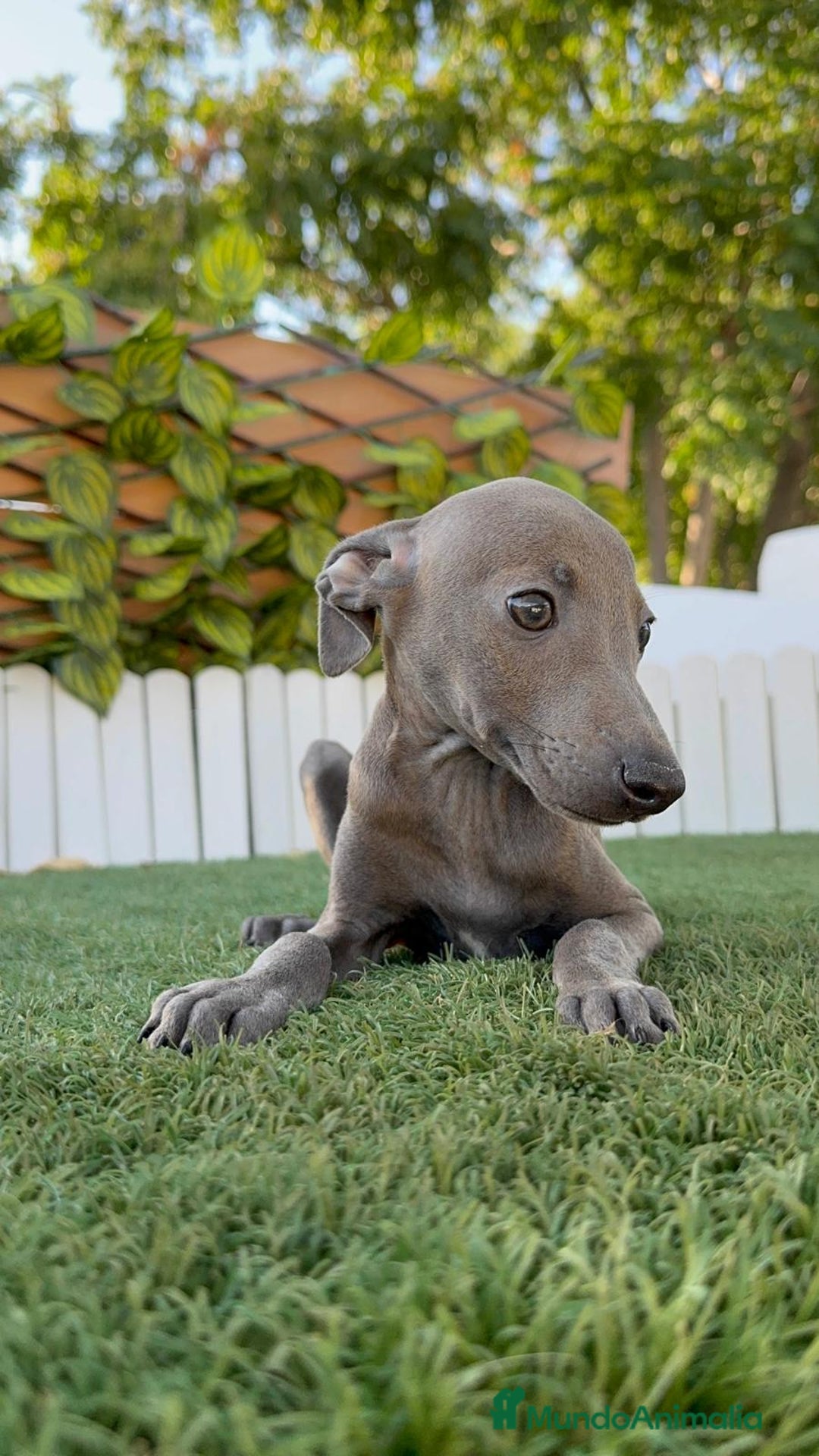 Pequeño Lebrel Italiano perros en venta: PICCOLO BLUE - Imagen 8