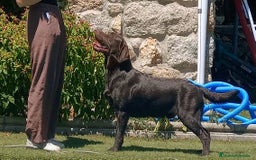 Labrador Retriever perros en venta: Labrador chocolate  - Imagen 1