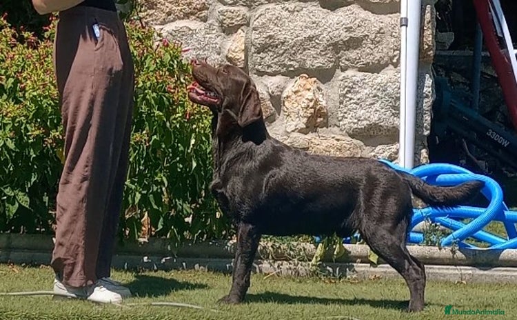 Labrador Retriever perros - Propaganda 1